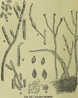 An illustration from The microscope : its history, construction, and application, being a familiar introduction to the use of the instrument, and the study of microscopical science / by Jabez Hogg ; with upwards of five hundred engravings, and coloured illustrations by Tuffen West. (1883)