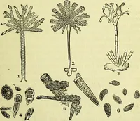 An illustration from The microscope : its history, construction, and application, being a familiar introduction to the use of the instrument, and the study of microscopical science / by Jabez Hogg ; with upwards of five hundred engravings, and coloured illustrations by Tuffen West. (1883)