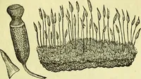 An illustration from The microscope : its history, construction, and application, being a familiar introduction to the use of the instrument, and the study of microscopical science / by Jabez Hogg ; with upwards of five hundred engravings, and coloured illustrations by Tuffen West. (1883)