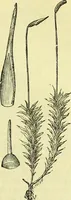 An illustration from The microscope : its history, construction, and application, being a familiar introduction to the use of the instrument, and the study of microscopical science / by Jabez Hogg ; with upwards of five hundred engravings, and coloured illustrations by Tuffen West. (1883)