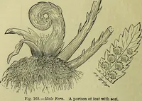An illustration from The microscope : its history, construction, and application, being a familiar introduction to the use of the instrument, and the study of microscopical science / by Jabez Hogg ; with upwards of five hundred engravings, and coloured illustrations by Tuffen West. (1883)