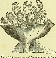 An illustration from The microscope : its history, construction, and application, being a familiar introduction to the use of the instrument, and the study of microscopical science / by Jabez Hogg ; with upwards of five hundred engravings, and coloured illustrations by Tuffen West. (1883)