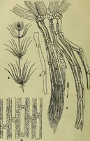 An illustration from The microscope : its history, construction, and application, being a familiar introduction to the use of the instrument, and the study of microscopical science / by Jabez Hogg ; with upwards of five hundred engravings, and coloured illustrations by Tuffen West. (1883)