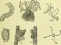 An illustration from The microscope : its history, construction, and application, being a familiar introduction to the use of the instrument, and the study of microscopical science / by Jabez Hogg ; with upwards of five hundred engravings, and coloured illustrations by Tuffen West. (1883)