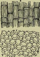 An illustration from The microscope : its history, construction, and application, being a familiar introduction to the use of the instrument, and the study of microscopical science / by Jabez Hogg ; with upwards of five hundred engravings, and coloured illustrations by Tuffen West. (1883)