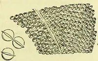 An illustration from The microscope : its history, construction, and application, being a familiar introduction to the use of the instrument, and the study of microscopical science / by Jabez Hogg ; with upwards of five hundred engravings, and coloured illustrations by Tuffen West. (1883)