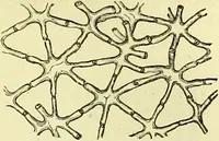 An illustration from The microscope : its history, construction, and application, being a familiar introduction to the use of the instrument, and the study of microscopical science / by Jabez Hogg ; with upwards of five hundred engravings, and coloured illustrations by Tuffen West. (1883)
