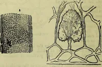 An illustration from The microscope : its history, construction, and application, being a familiar introduction to the use of the instrument, and the study of microscopical science / by Jabez Hogg ; with upwards of five hundred engravings, and coloured illustrations by Tuffen West. (1883)