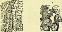 An illustration from The microscope : its history, construction, and application, being a familiar introduction to the use of the instrument, and the study of microscopical science / by Jabez Hogg ; with upwards of five hundred engravings, and coloured illustrations by Tuffen West. (1883)