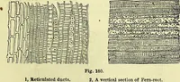 An illustration from The microscope : its history, construction, and application, being a familiar introduction to the use of the instrument, and the study of microscopical science / by Jabez Hogg ; with upwards of five hundred engravings, and coloured illustrations by Tuffen West. (1883)