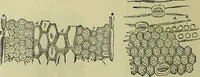 An illustration from The microscope : its history, construction, and application, being a familiar introduction to the use of the instrument, and the study of microscopical science / by Jabez Hogg ; with upwards of five hundred engravings, and coloured illustrations by Tuffen West. (1883)