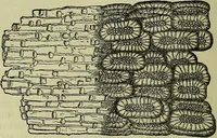 An illustration from The microscope : its history, construction, and application, being a familiar introduction to the use of the instrument, and the study of microscopical science / by Jabez Hogg ; with upwards of five hundred engravings, and coloured illustrations by Tuffen West. (1883)