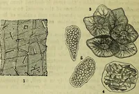 An illustration from The microscope : its history, construction, and application, being a familiar introduction to the use of the instrument, and the study of microscopical science / by Jabez Hogg ; with upwards of five hundred engravings, and coloured illustrations by Tuffen West. (1883)