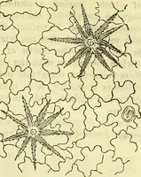 An illustration from The microscope : its history, construction, and application, being a familiar introduction to the use of the instrument, and the study of microscopical science / by Jabez Hogg ; with upwards of five hundred engravings, and coloured illustrations by Tuffen West. (1883)