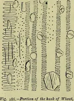 An illustration from The microscope : its history, construction, and application, being a familiar introduction to the use of the instrument, and the study of microscopical science / by Jabez Hogg ; with upwards of five hundred engravings, and coloured illustrations by Tuffen West. (1883)