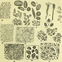 An illustration from The microscope : its history, construction, and application, being a familiar introduction to the use of the instrument, and the study of microscopical science / by Jabez Hogg ; with upwards of five hundred engravings, and coloured illustrations by Tuffen West. (1883)
