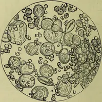 An illustration from The microscope : its history, construction, and application, being a familiar introduction to the use of the instrument, and the study of microscopical science / by Jabez Hogg ; with upwards of five hundred engravings, and coloured illustrations by Tuffen West. (1883)