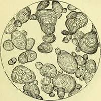 An illustration from The microscope : its history, construction, and application, being a familiar introduction to the use of the instrument, and the study of microscopical science / by Jabez Hogg ; with upwards of five hundred engravings, and coloured illustrations by Tuffen West. (1883)