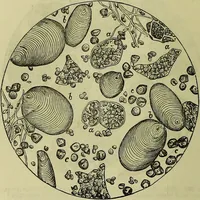 An illustration from The microscope : its history, construction, and application, being a familiar introduction to the use of the instrument, and the study of microscopical science / by Jabez Hogg ; with upwards of five hundred engravings, and coloured illustrations by Tuffen West. (1883)
