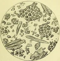 An illustration from The microscope : its history, construction, and application, being a familiar introduction to the use of the instrument, and the study of microscopical science / by Jabez Hogg ; with upwards of five hundred engravings, and coloured illustrations by Tuffen West. (1883)
