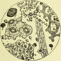 An illustration from The microscope : its history, construction, and application, being a familiar introduction to the use of the instrument, and the study of microscopical science / by Jabez Hogg ; with upwards of five hundred engravings, and coloured illustrations by Tuffen West. (1883)