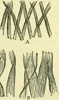 An illustration from The microscope : its history, construction, and application, being a familiar introduction to the use of the instrument, and the study of microscopical science / by Jabez Hogg ; with upwards of five hundred engravings, and coloured illustrations by Tuffen West. (1883)
