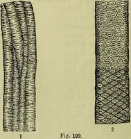 An illustration from The microscope : its history, construction, and application, being a familiar introduction to the use of the instrument, and the study of microscopical science / by Jabez Hogg ; with upwards of five hundred engravings, and coloured illustrations by Tuffen West. (1883)