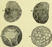 An illustration from The microscope : its history, construction, and application, being a familiar introduction to the use of the instrument, and the study of microscopical science / by Jabez Hogg ; with upwards of five hundred engravings, and coloured illustrations by Tuffen West. (1883)