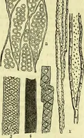 An illustration from The microscope : its history, construction, and application, being a familiar introduction to the use of the instrument, and the study of microscopical science / by Jabez Hogg ; with upwards of five hundred engravings, and coloured illustrations by Tuffen West. (1883)
