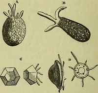 An illustration from The microscope : its history, construction, and application, being a familiar introduction to the use of the instrument, and the study of microscopical science / by Jabez Hogg ; with upwards of five hundred engravings, and coloured illustrations by Tuffen West. (1883)