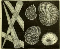 An illustration from The microscope : its history, construction, and application, being a familiar introduction to the use of the instrument, and the study of microscopical science / by Jabez Hogg ; with upwards of five hundred engravings, and coloured illustrations by Tuffen West. (1883)