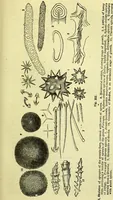 An illustration from The microscope : its history, construction, and application, being a familiar introduction to the use of the instrument, and the study of microscopical science / by Jabez Hogg ; with upwards of five hundred engravings, and coloured illustrations by Tuffen West. (1883)