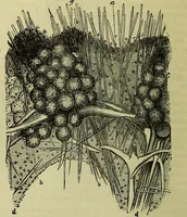 An illustration from The microscope : its history, construction, and application, being a familiar introduction to the use of the instrument, and the study of microscopical science / by Jabez Hogg ; with upwards of five hundred engravings, and coloured illustrations by Tuffen West. (1883)