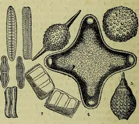An illustration from The microscope : its history, construction, and application, being a familiar introduction to the use of the instrument, and the study of microscopical science / by Jabez Hogg ; with upwards of five hundred engravings, and coloured illustrations by Tuffen West. (1883)