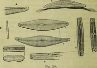 An illustration from The microscope : its history, construction, and application, being a familiar introduction to the use of the instrument, and the study of microscopical science / by Jabez Hogg ; with upwards of five hundred engravings, and coloured illustrations by Tuffen West. (1883)