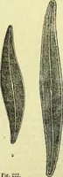 An illustration from The microscope : its history, construction, and application, being a familiar introduction to the use of the instrument, and the study of microscopical science / by Jabez Hogg ; with upwards of five hundred engravings, and coloured illustrations by Tuffen West. (1883)