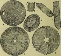 An illustration from The microscope : its history, construction, and application, being a familiar introduction to the use of the instrument, and the study of microscopical science / by Jabez Hogg ; with upwards of five hundred engravings, and coloured illustrations by Tuffen West. (1883)