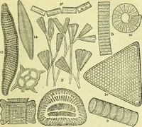 An illustration from The microscope : its history, construction, and application, being a familiar introduction to the use of the instrument, and the study of microscopical science / by Jabez Hogg ; with upwards of five hundred engravings, and coloured illustrations by Tuffen West. (1883)