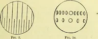 An illustration from The microscope : its history, construction, and application, being a familiar introduction to the use of the instrument, and the study of microscopical science / by Jabez Hogg ; with upwards of five hundred engravings, and coloured illustrations by Tuffen West. (1883)