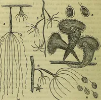 An illustration from The microscope : its history, construction, and application, being a familiar introduction to the use of the instrument, and the study of microscopical science / by Jabez Hogg ; with upwards of five hundred engravings, and coloured illustrations by Tuffen West. (1883)