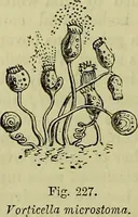 An illustration from The microscope : its history, construction, and application, being a familiar introduction to the use of the instrument, and the study of microscopical science / by Jabez Hogg ; with upwards of five hundred engravings, and coloured illustrations by Tuffen West. (1883)