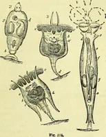 An illustration from The microscope : its history, construction, and application, being a familiar introduction to the use of the instrument, and the study of microscopical science / by Jabez Hogg ; with upwards of five hundred engravings, and coloured illustrations by Tuffen West. (1883)