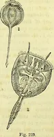 An illustration from The microscope : its history, construction, and application, being a familiar introduction to the use of the instrument, and the study of microscopical science / by Jabez Hogg ; with upwards of five hundred engravings, and coloured illustrations by Tuffen West. (1883)
