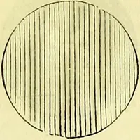 An illustration from The microscope : its history, construction, and application, being a familiar introduction to the use of the instrument, and the study of microscopical science / by Jabez Hogg ; with upwards of five hundred engravings, and coloured illustrations by Tuffen West. (1883)