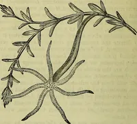 An illustration from The microscope : its history, construction, and application, being a familiar introduction to the use of the instrument, and the study of microscopical science / by Jabez Hogg ; with upwards of five hundred engravings, and coloured illustrations by Tuffen West. (1883)