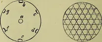 An illustration from The microscope : its history, construction, and application, being a familiar introduction to the use of the instrument, and the study of microscopical science / by Jabez Hogg ; with upwards of five hundred engravings, and coloured illustrations by Tuffen West. (1883)