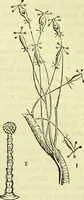 An illustration from The microscope : its history, construction, and application, being a familiar introduction to the use of the instrument, and the study of microscopical science / by Jabez Hogg ; with upwards of five hundred engravings, and coloured illustrations by Tuffen West. (1883)