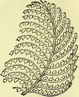 An illustration from The microscope : its history, construction, and application, being a familiar introduction to the use of the instrument, and the study of microscopical science / by Jabez Hogg ; with upwards of five hundred engravings, and coloured illustrations by Tuffen West. (1883)
