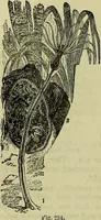 An illustration from The microscope : its history, construction, and application, being a familiar introduction to the use of the instrument, and the study of microscopical science / by Jabez Hogg ; with upwards of five hundred engravings, and coloured illustrations by Tuffen West. (1883)