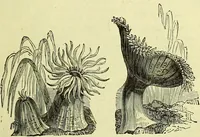 An illustration from The microscope : its history, construction, and application, being a familiar introduction to the use of the instrument, and the study of microscopical science / by Jabez Hogg ; with upwards of five hundred engravings, and coloured illustrations by Tuffen West. (1883)